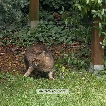 Photo 1/1 Found cat Found in Le mans