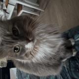 Picture of cat lost at Montarlot Les Rioz