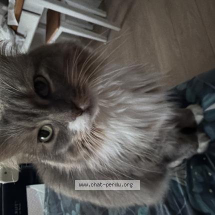 Photo 1/1 Pandora Chat lost in Montarlot les rioz