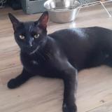 Picture of cat lost at St Barthelemy