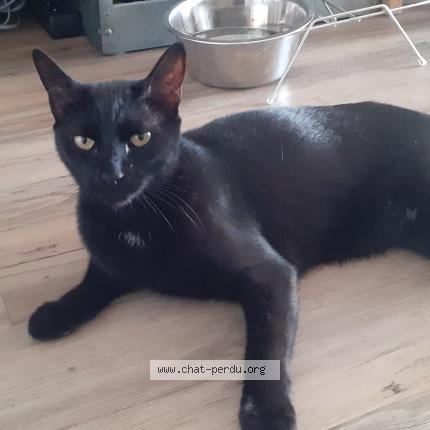 Photo 1/1 TiChat Chat lost in St barthelemy