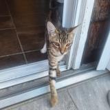 Picture of cat lost at Saint Barthelemy