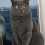 Picture of cat lost at Saint Barthelemy