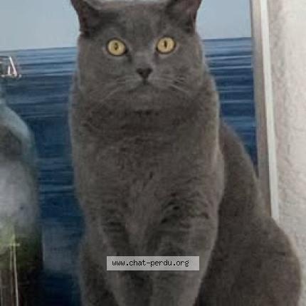 Photo 1/1 Hector Chat lost in Saint barthelemy