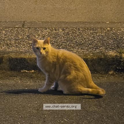 Photo 1/1 Found cat Found in Villars les dombes