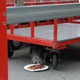 Picture of cat found at Bruay La Buissiere