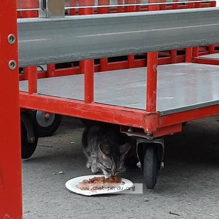 Photo 1/1 Found cat Found in Bruay la buissiere