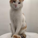 Picture of cat found at Caudebec Les Elbeuf