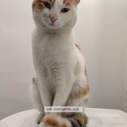 Photo 1/2 Found cat Found in Caudebec les elbeuf