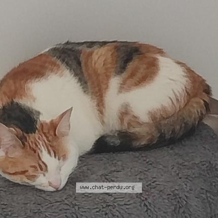 Photo 2/2 Found cat Found in Caudebec les elbeuf