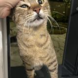 Picture of cat found at Argenteuil