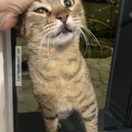 Photo 1/2 Found cat Found in Argenteuil