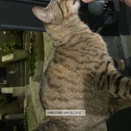 Photo 2/2 Found cat Found in Argenteuil