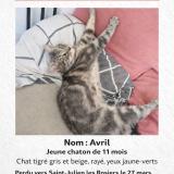 Picture of cat lost at Saint Julien Les Rosiers