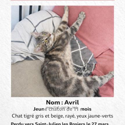 Photo 1/1 Avril Chat lost in Saint julien les rosiers