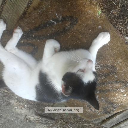 Photo 1/1 FELIX Chat lost in Eysines