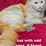 Picture of cat lost at Bangalore