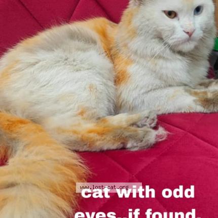 Photo 1/1 Hoor Chat lost in Bangalore