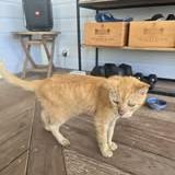 Picture of cat found at Saint Barthelemy