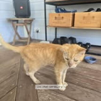 Photo 1/1 Found cat Found in Saint barthelemy