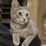 Picture of cat lost at Argenteuil