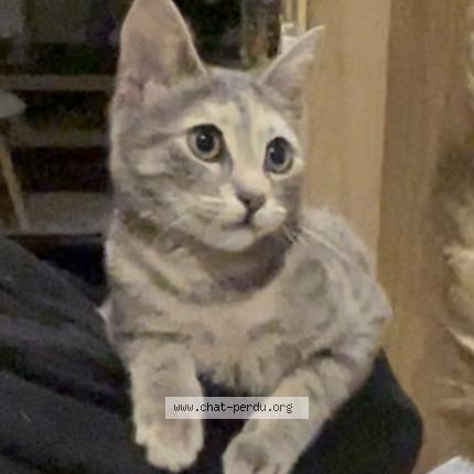 Photo 1/1 Caly Chat lost in Argenteuil