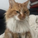 Picture of cat found at Chaucenne