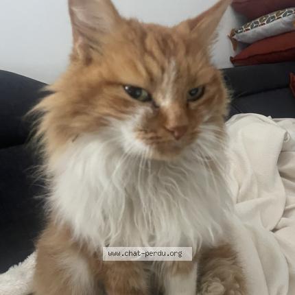 Photo 1/1 Found cat Found in Chaucenne