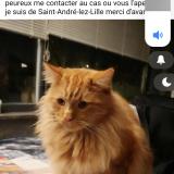Picture of cat lost at Saint Andre Lez Lille