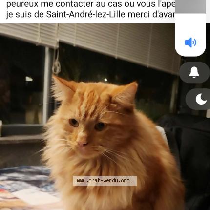 Photo 1/1 loulou Chat lost in Saint andre lez lille
