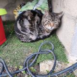 Picture of cat found at Sartrouville