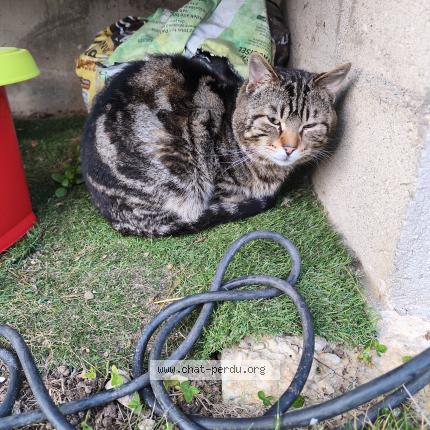 Photo 1/1 Found cat Found in Sartrouville