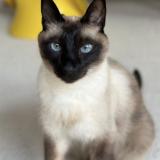 Picture of cat lost at Uccle