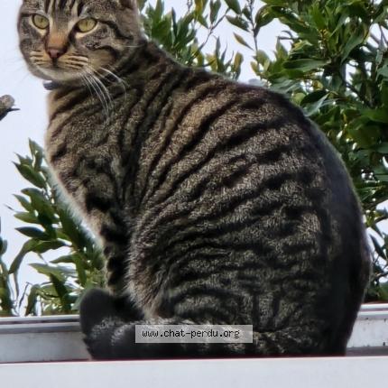 Photo 1/1 Sonic Chat lost in Caen