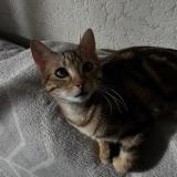 Picture of cat lost at Clermont