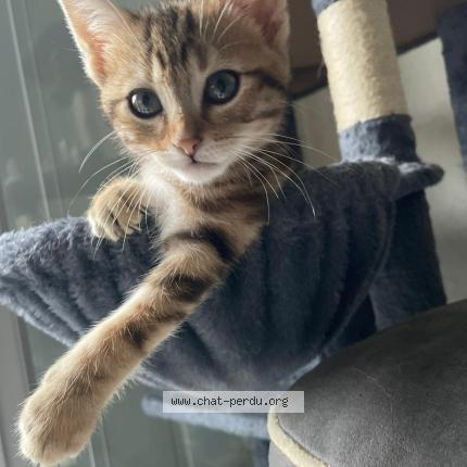 Photo 1/1 Cali Chat lost in Clermont