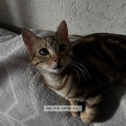 Photo 1/1 Cali Chat lost in Clermont