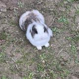 Picture of cat lost at Montauban