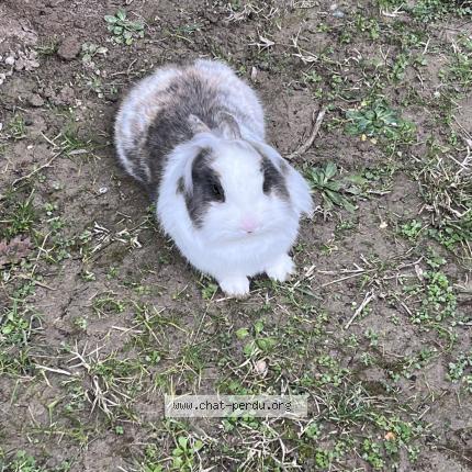 Photo 1/1 Tchoupi Chat lost in Montauban