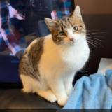 Picture of cat lost at Malo Les Bains