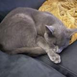 Picture of cat lost at Morancez