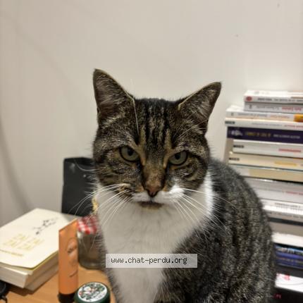 Photo 1/1 Tartiflette Chat lost in Saint maur des fosses