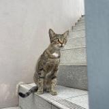 Picture of cat found at Saint Barthelemy