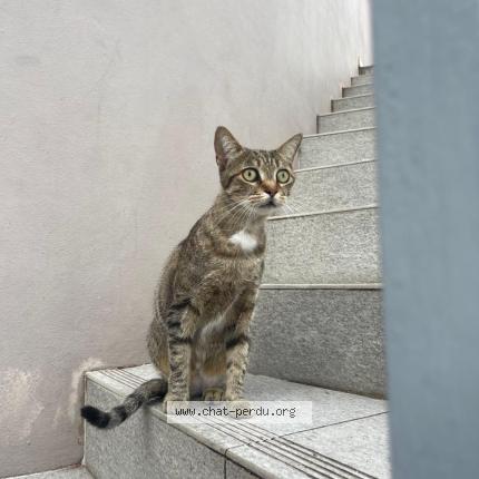 Photo 1/1 Found cat Found in Saint barthelemy