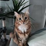 Picture of cat lost at Nantes