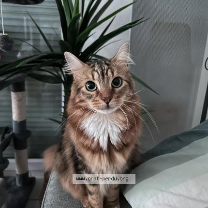 Photo 1/1 Juice Chat lost in Nantes