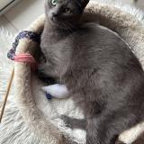 Picture of cat lost at Nemours