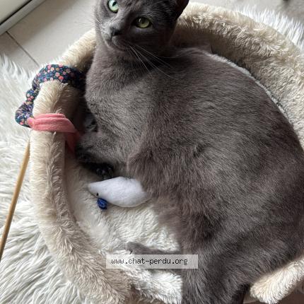 Photo 1/1 PERLE Chat lost in Nemours