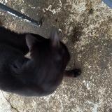 Picture of cat found at Choisy Le Roi