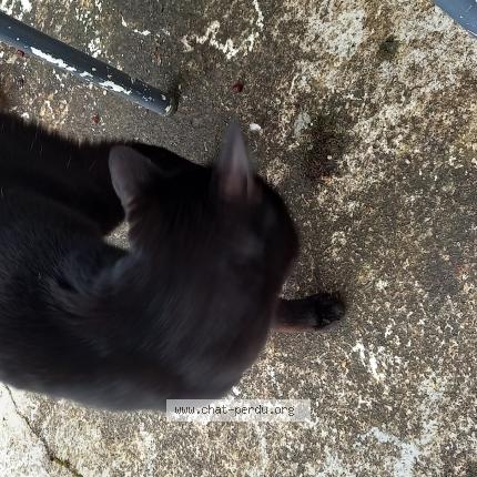 Photo 1/1 Found cat Found in Choisy le roi